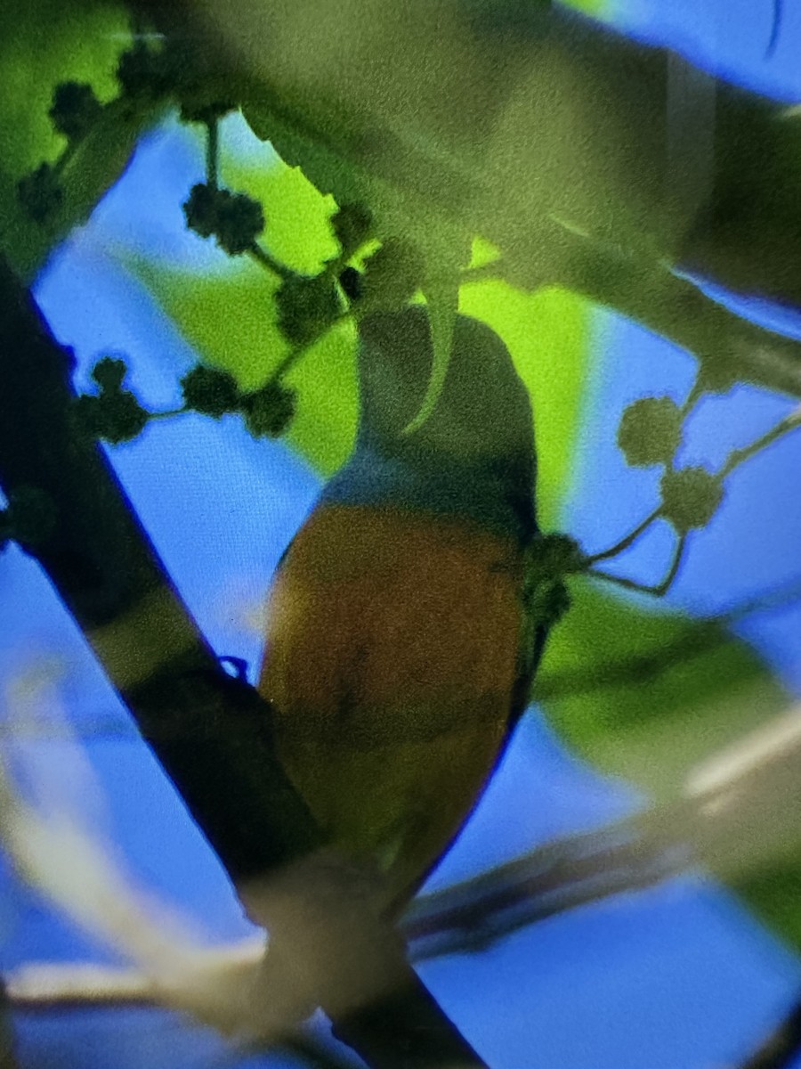 Orange-bellied Flowerpecker - ML644263849