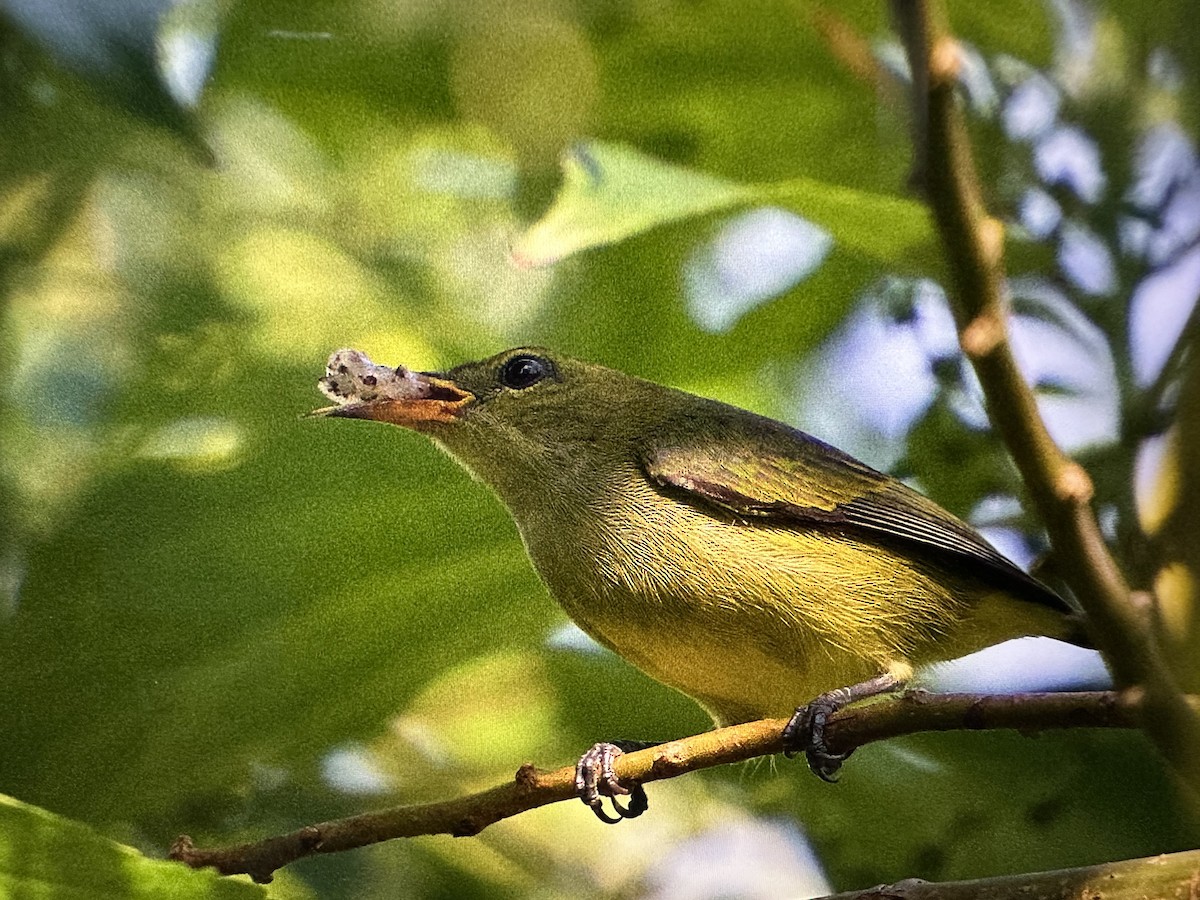 Orange-bellied Flowerpecker - ML644263850