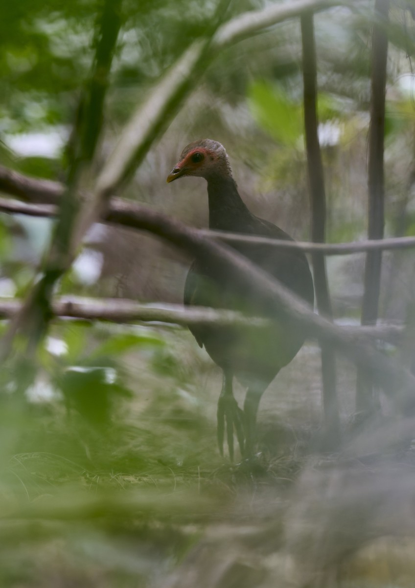 Nicobar Megapode - ML644263871