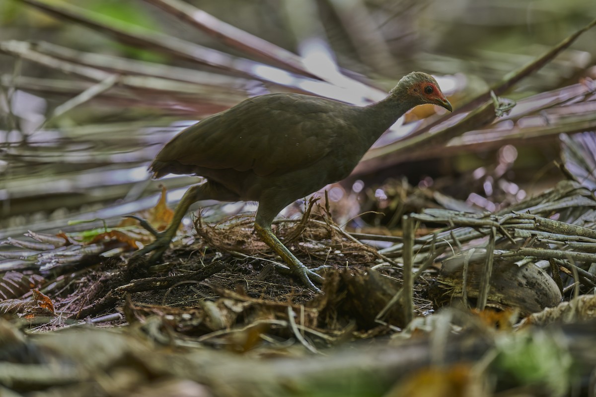 Nicobar Megapode - ML644263872