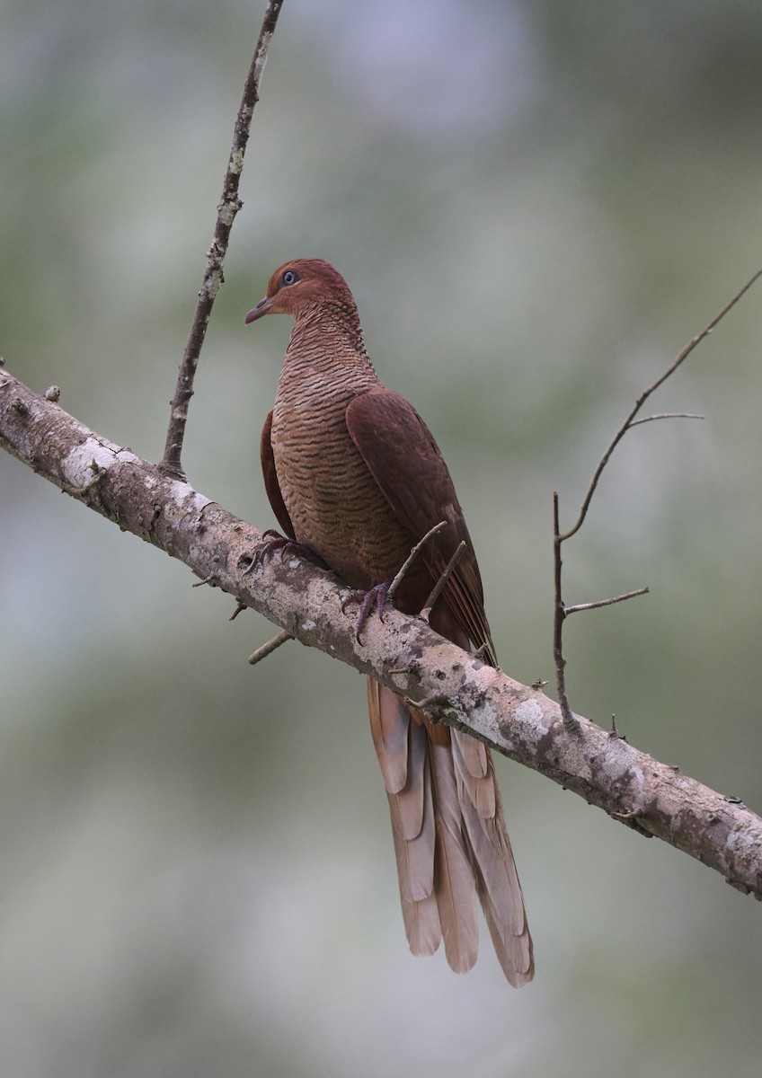 Andaman Cuckoo-Dove - ML644263884