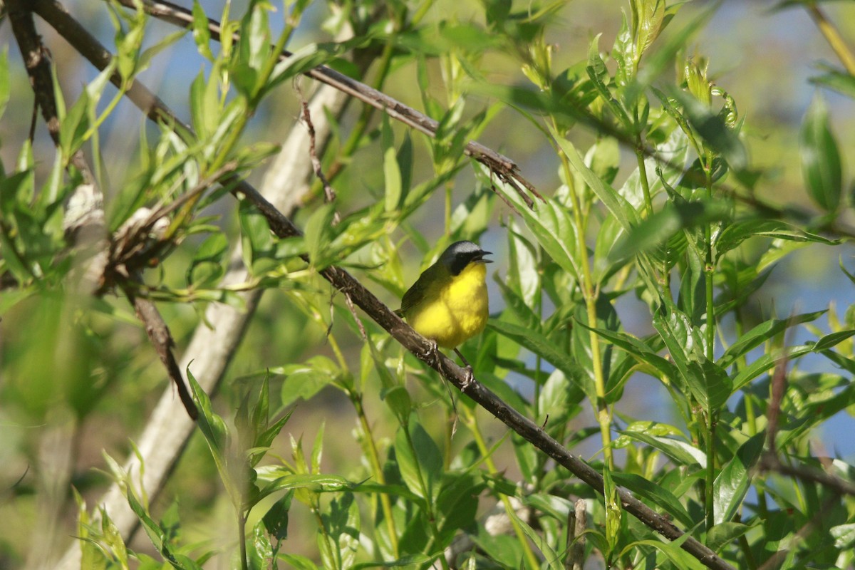 Southern Yellowthroat - ML644263898