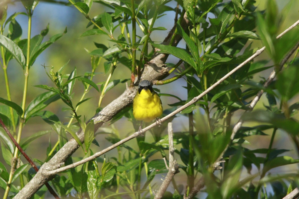 Southern Yellowthroat - ML644263899