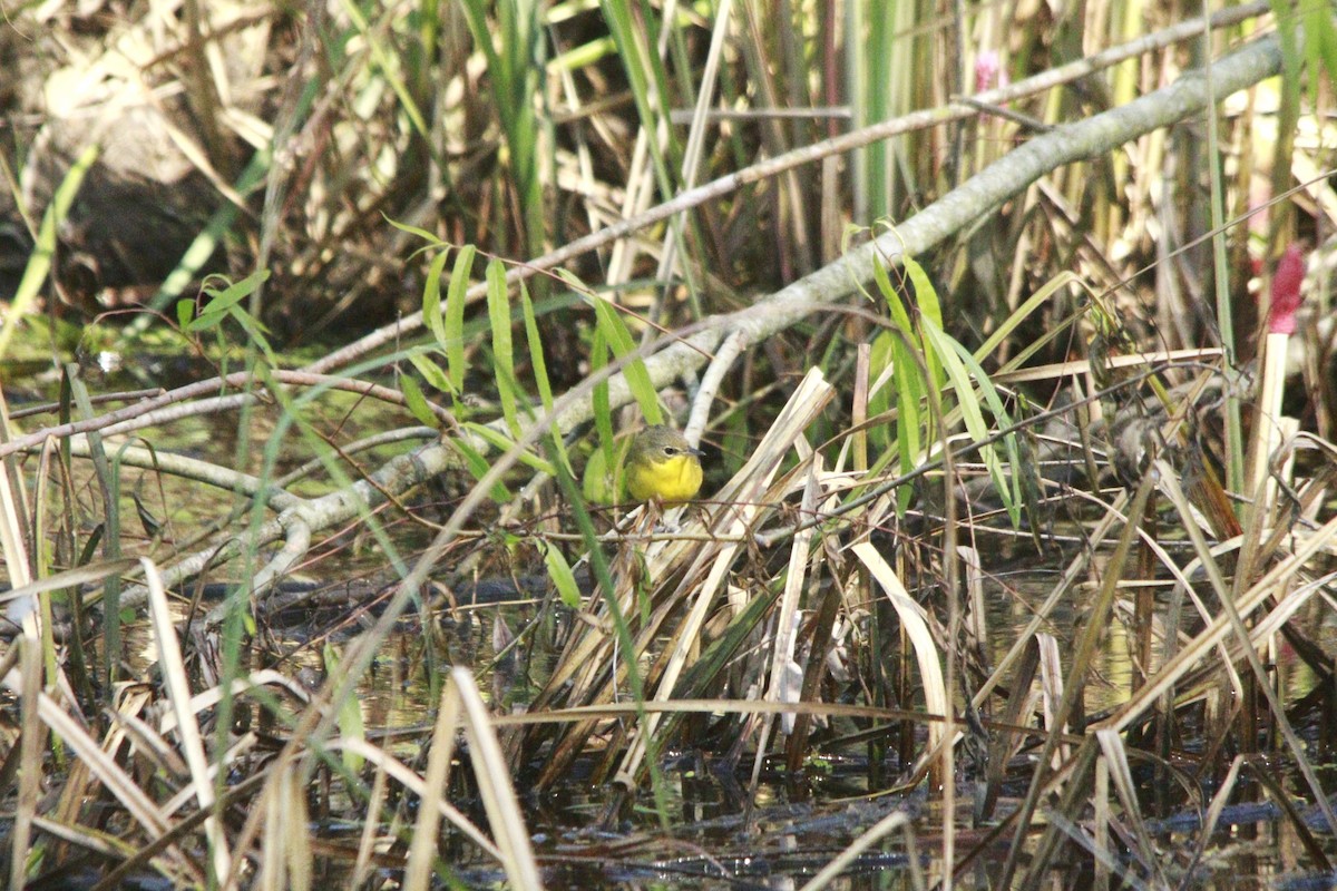 Southern Yellowthroat - ML644263900