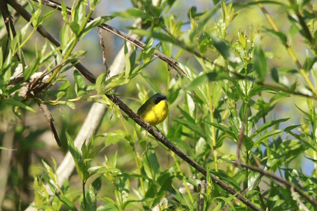 Southern Yellowthroat - ML644263901