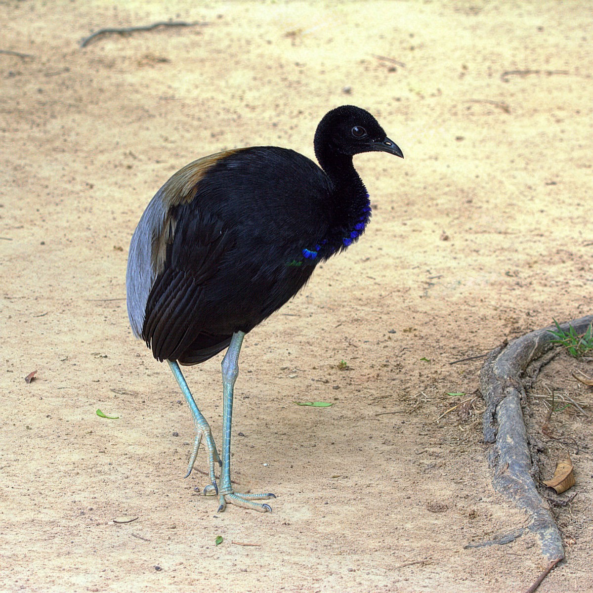 Gray-winged Trumpeter (Gray-winged) - ML644263913