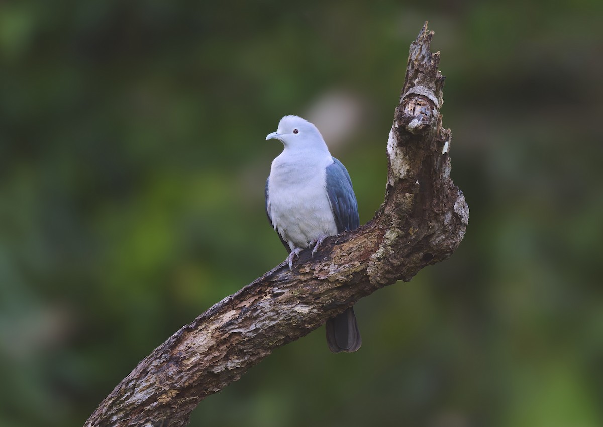 Nicobar Imperial-Pigeon - ML644263914