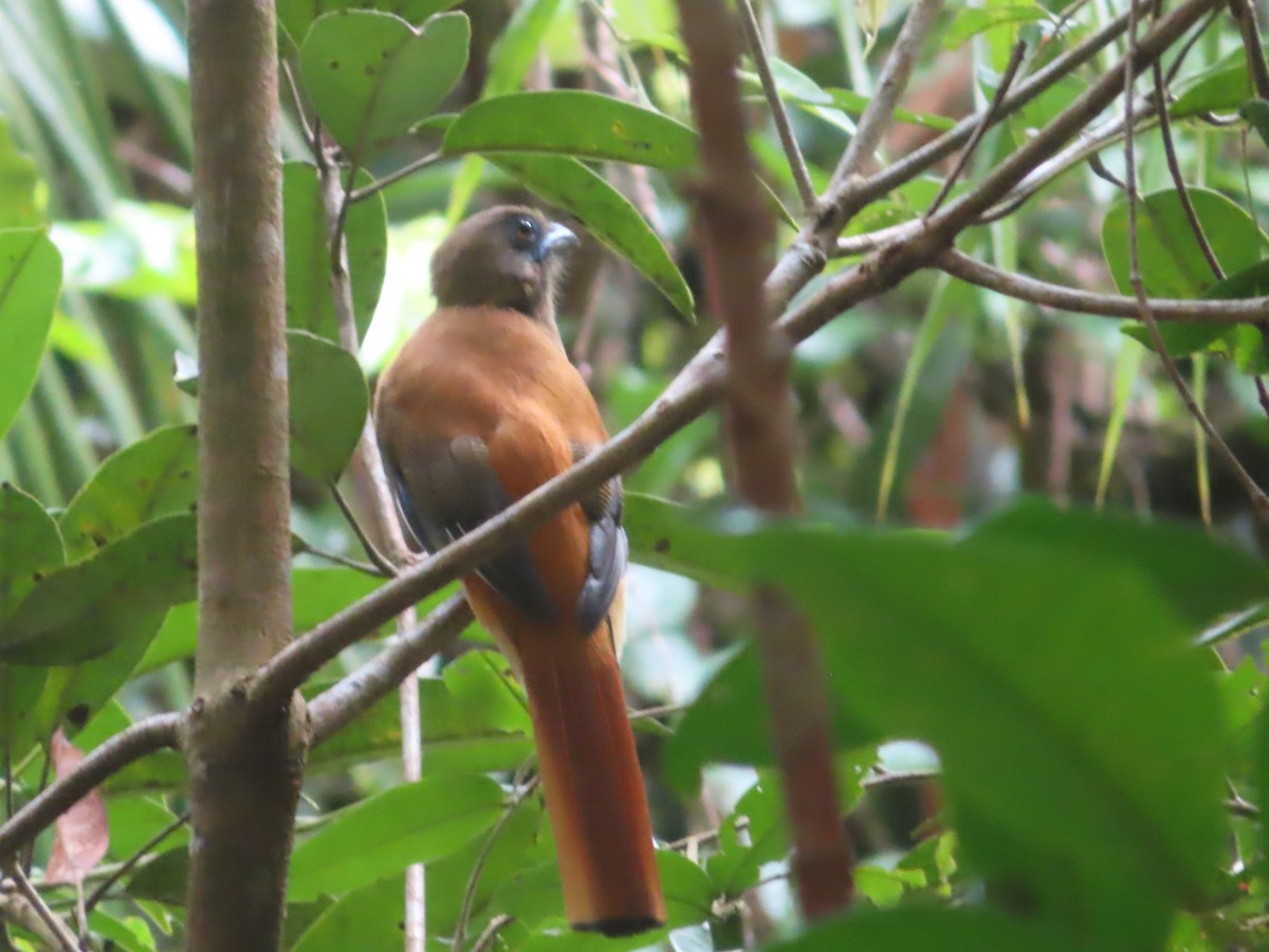 Malabar Trogon - ML644263918