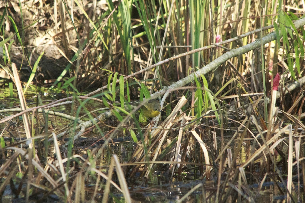 Southern Yellowthroat - ML644263919