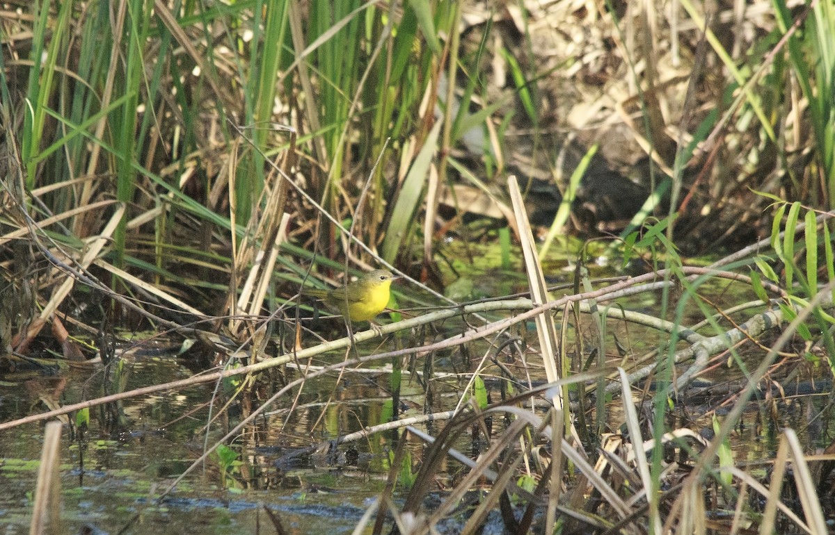 Southern Yellowthroat - ML644263920