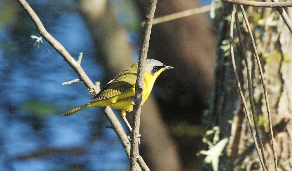 Southern Yellowthroat - ML644263921
