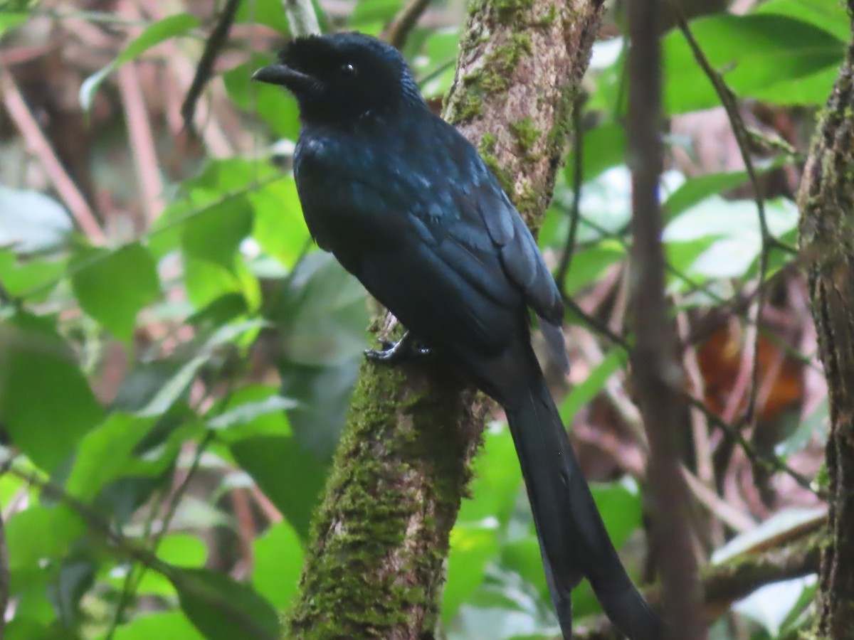 Sri Lanka Drongo - ML644263929