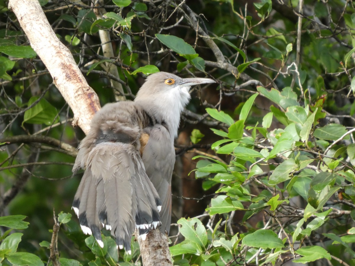 Great Lizard-Cuckoo - ML644263930