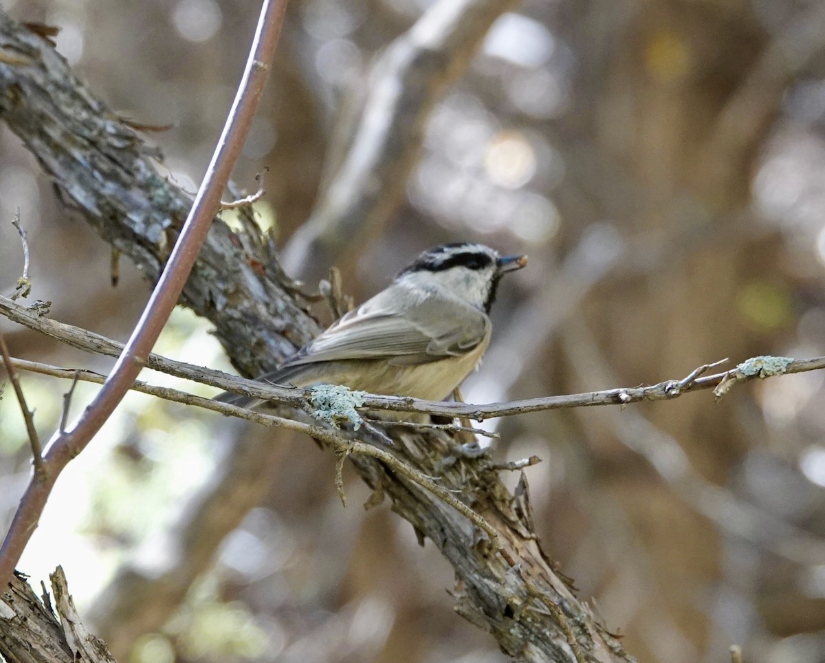 Mountain Chickadee - ML644263933