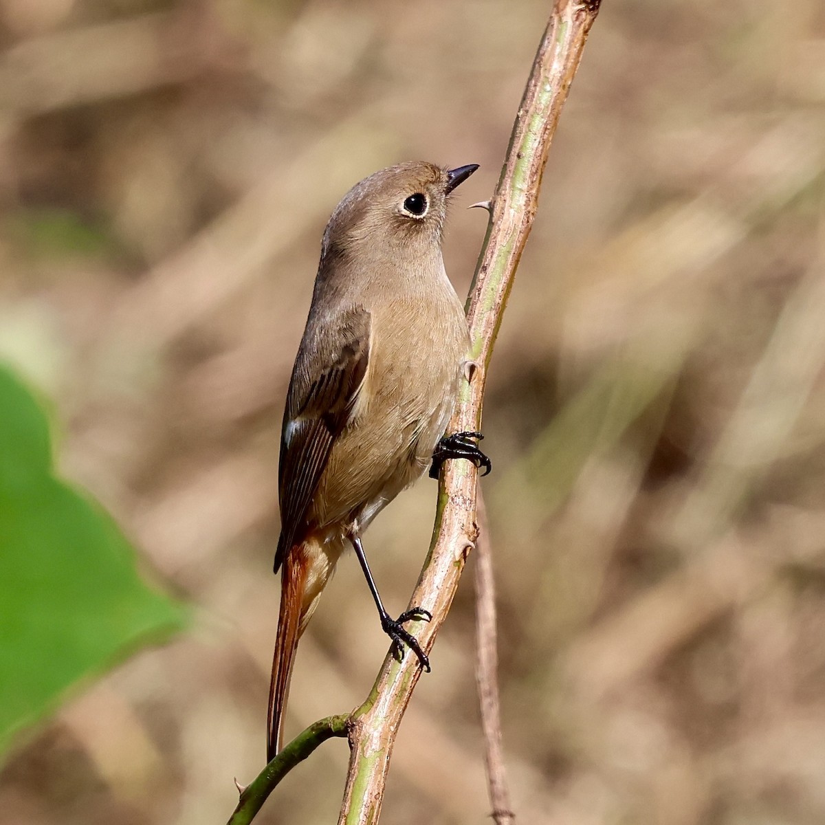 aurorarødstjert - ML644263936