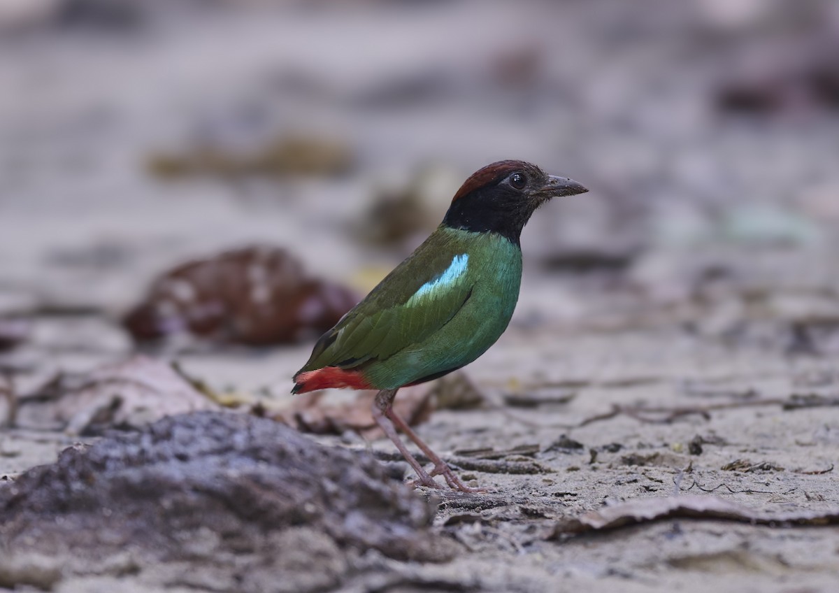 Nicobar Hooded Pitta - ML644263938