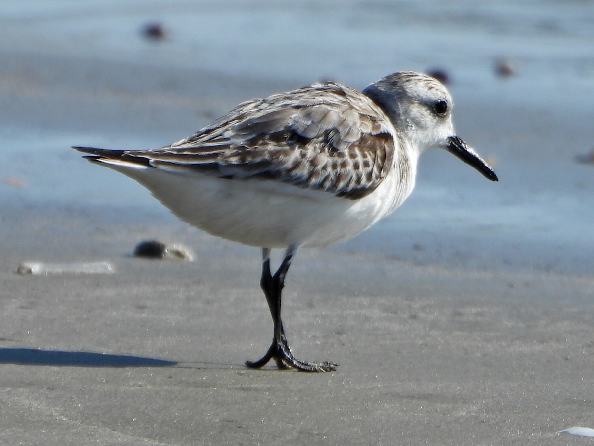 Txirri zuria - ML644263939