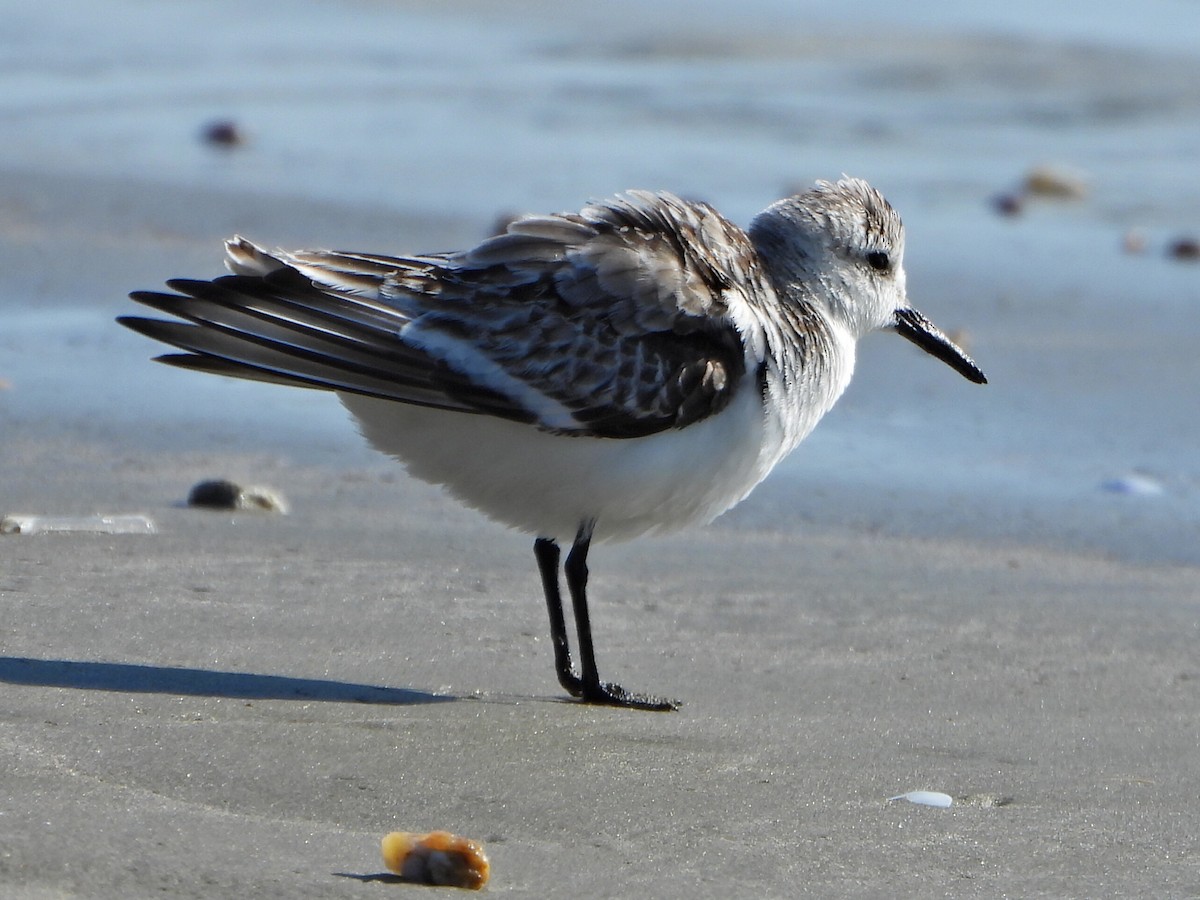 Txirri zuria - ML644263940