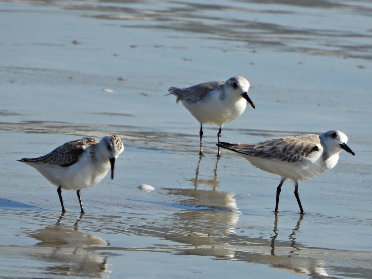 Txirri zuria - ML644263941