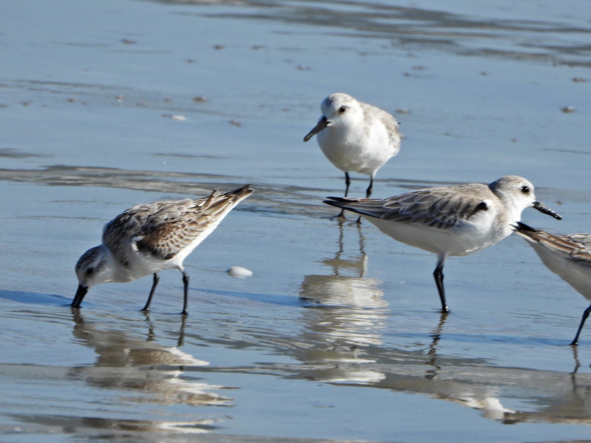 Txirri zuria - ML644263942