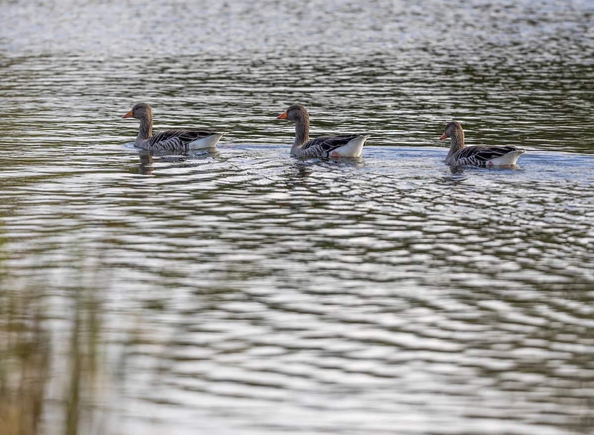 Graylag Goose (European) - ML644263944