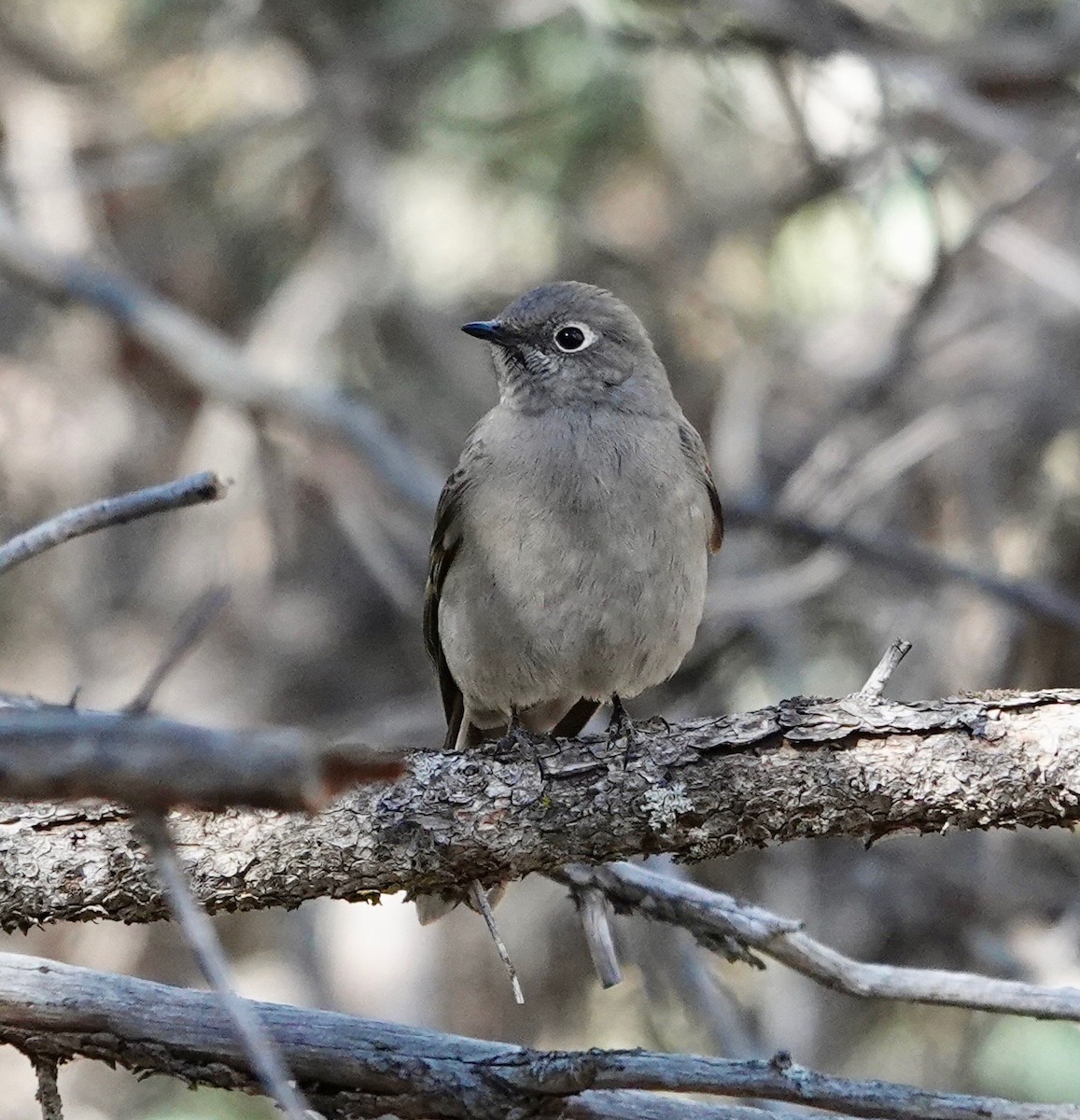 Townsend's Solitaire - ML644263945
