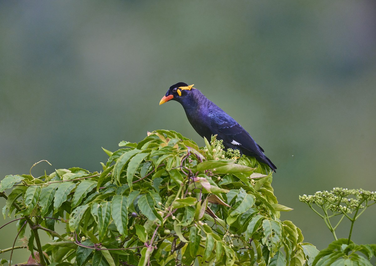 Common Hill Myna - ML644263947