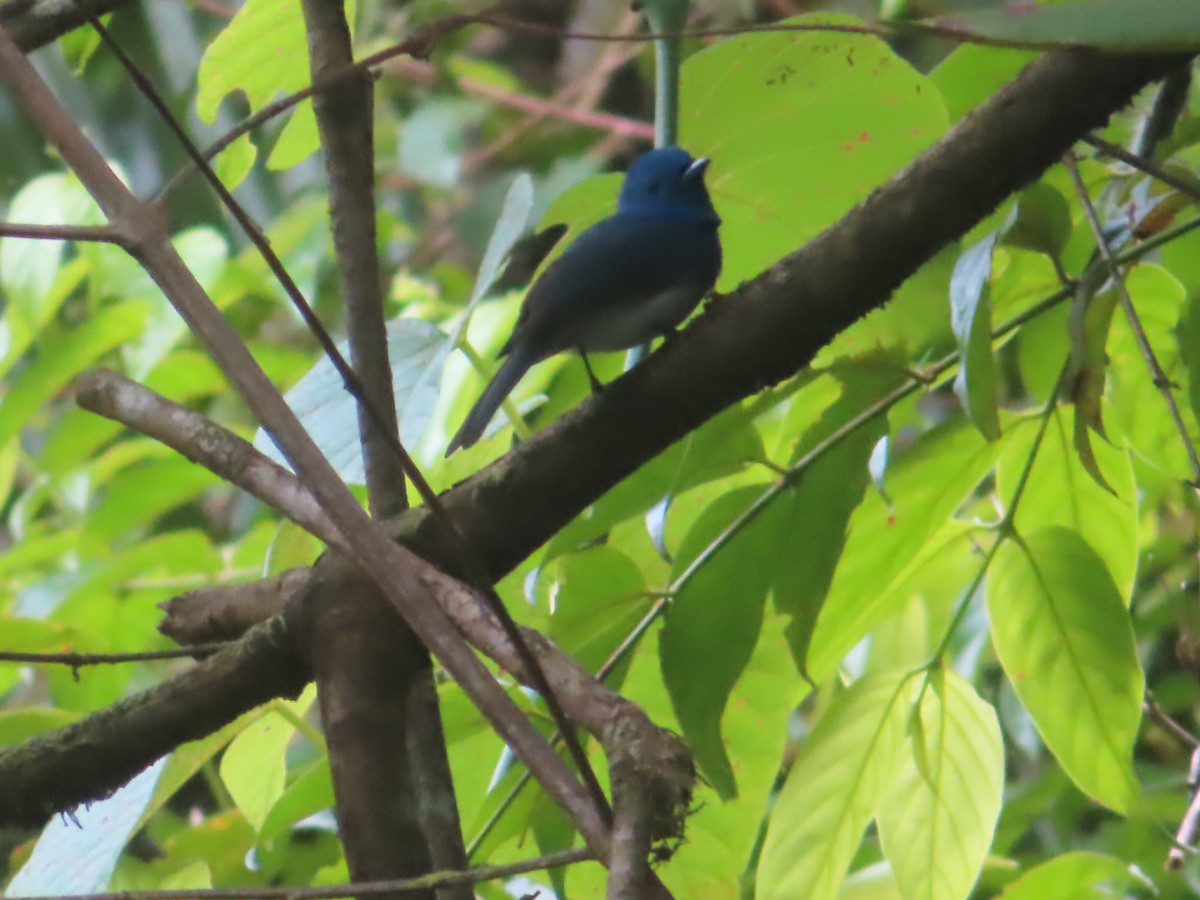 Tchitrec azuré - ML644263958