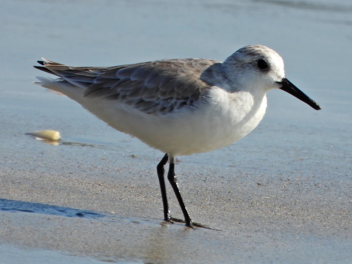 Txirri zuria - ML644263959