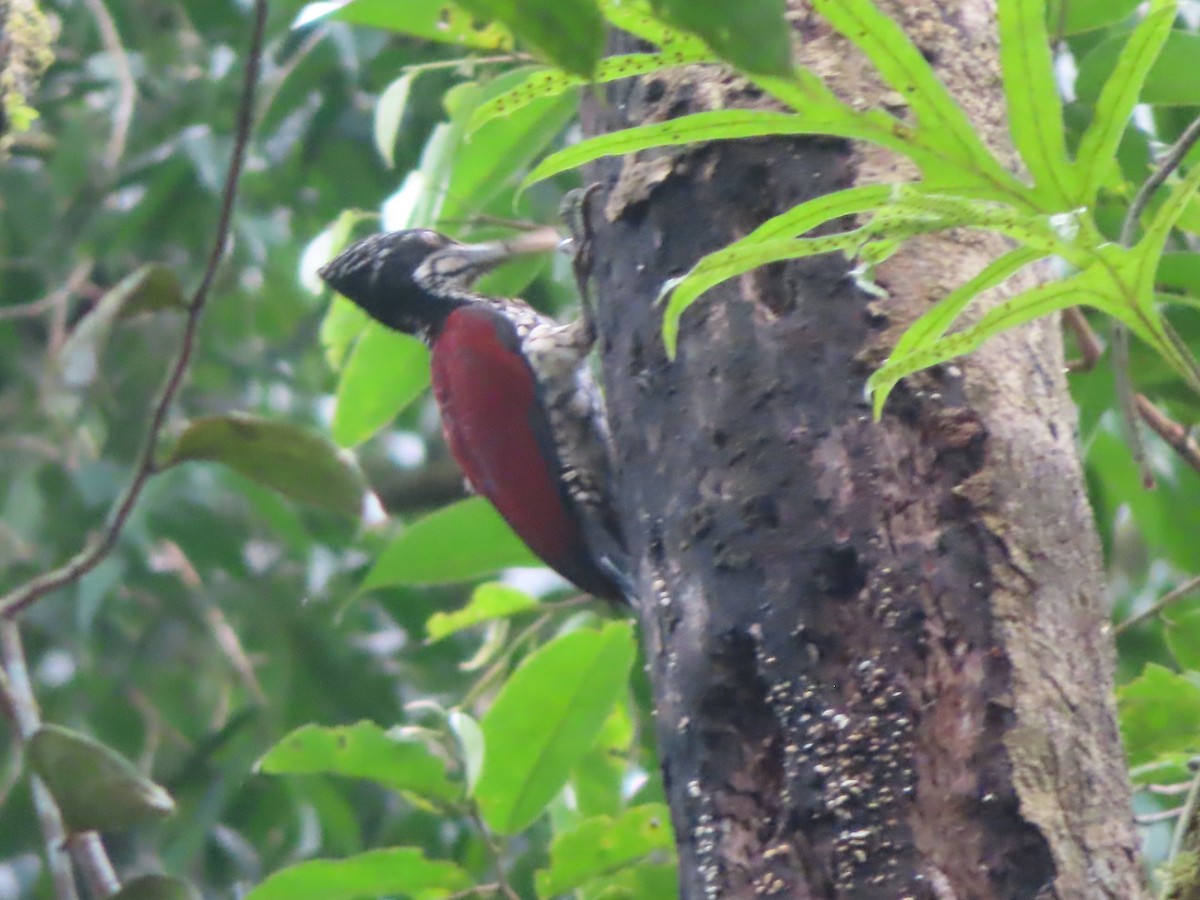 Crimson-backed Flameback - ML644263968