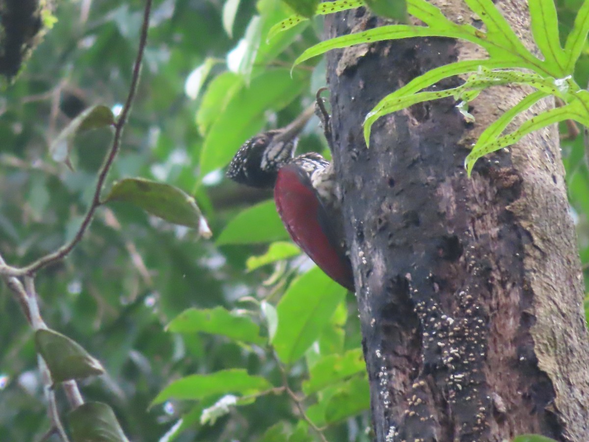 Crimson-backed Flameback - ML644263969