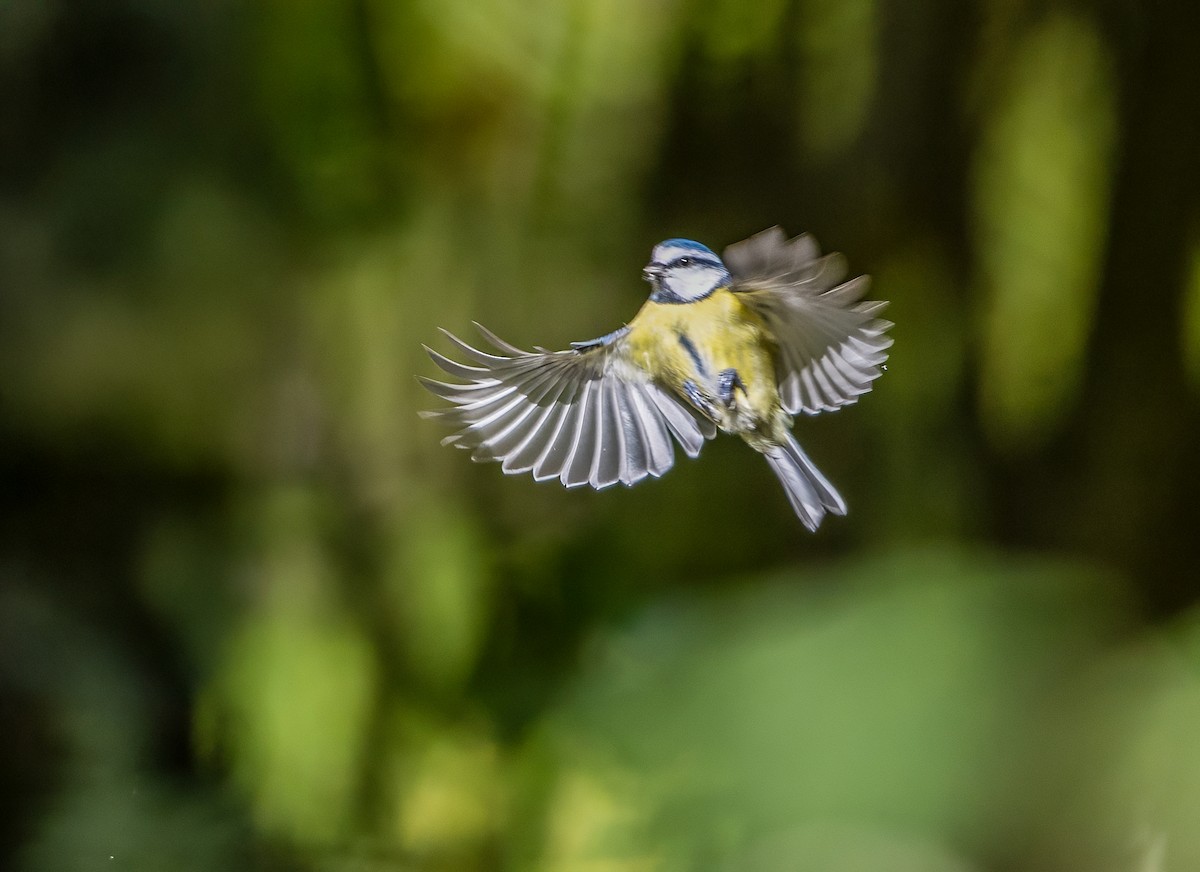 Eurasian Blue Tit - ML644263974