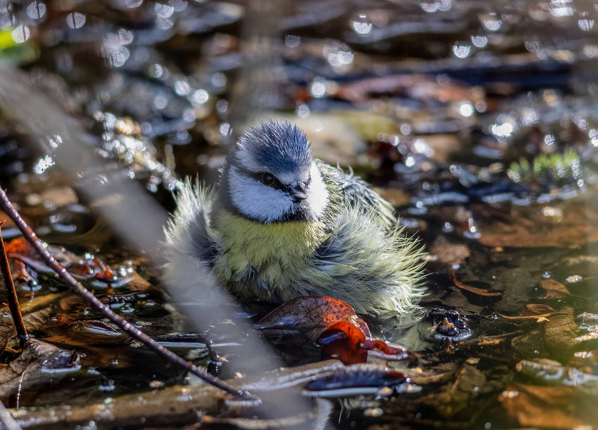 Eurasian Blue Tit - ML644263975