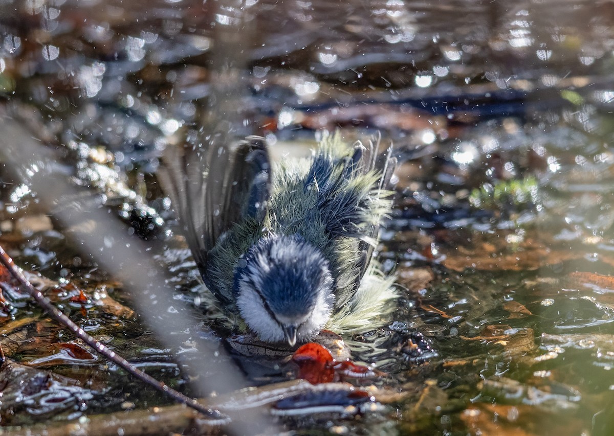Eurasian Blue Tit - ML644263976