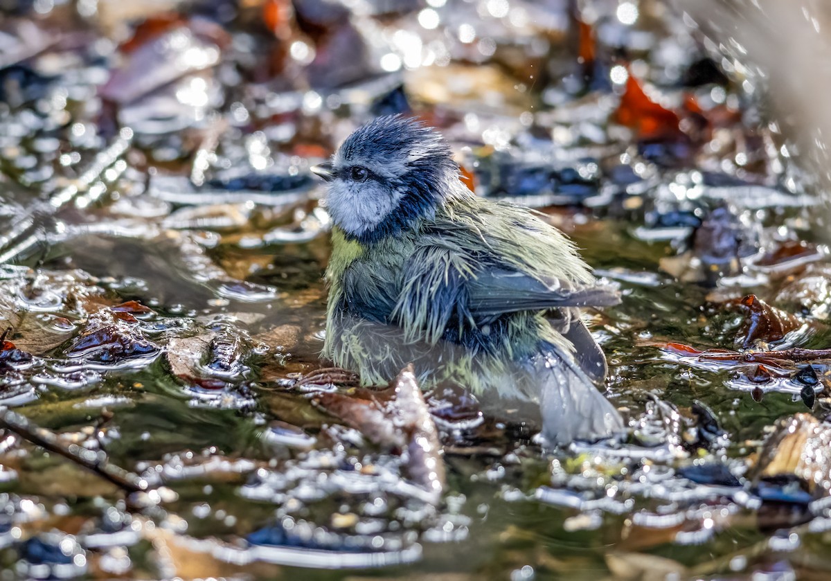 Eurasian Blue Tit - ML644263977