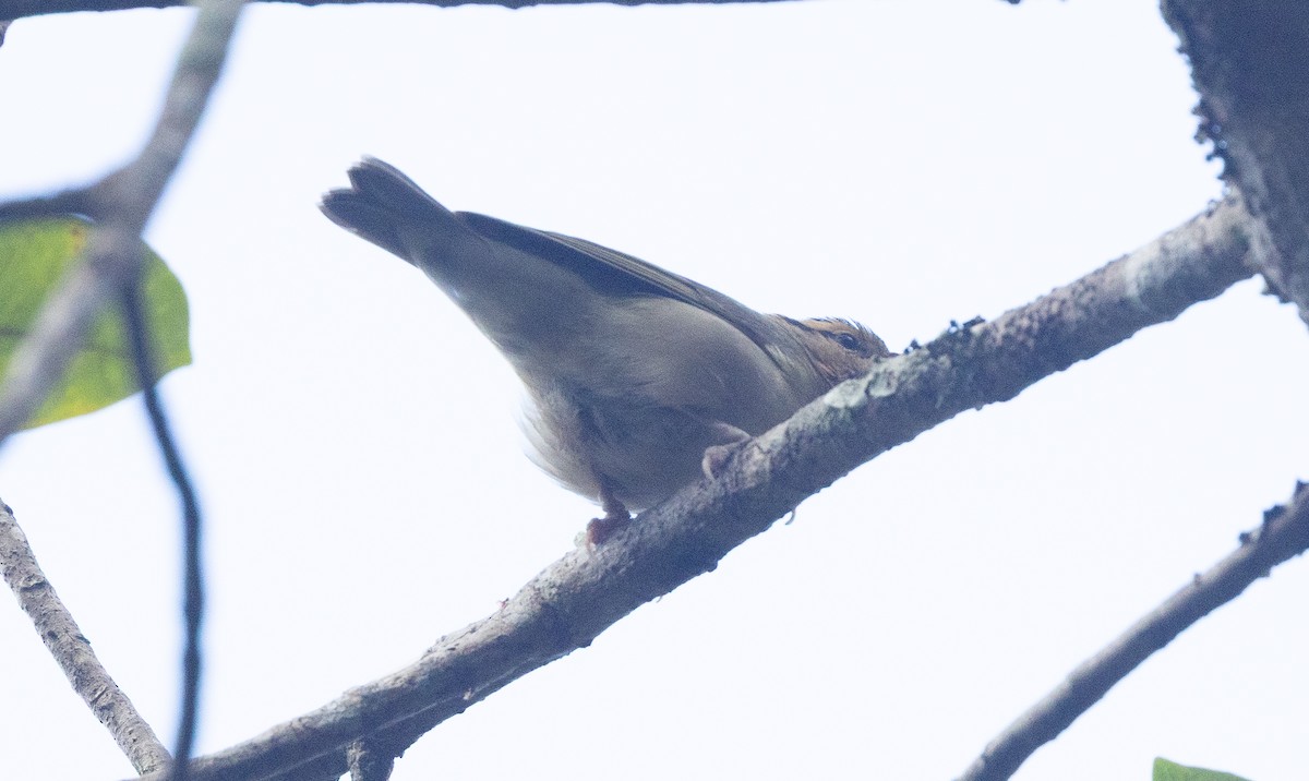Worm-eating Warbler - ML644264016