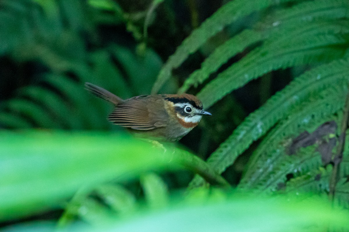 Rufous-throated Fulvetta - ML644264025