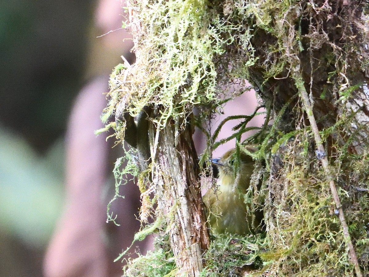 Olive-streaked Flycatcher - ML644264028