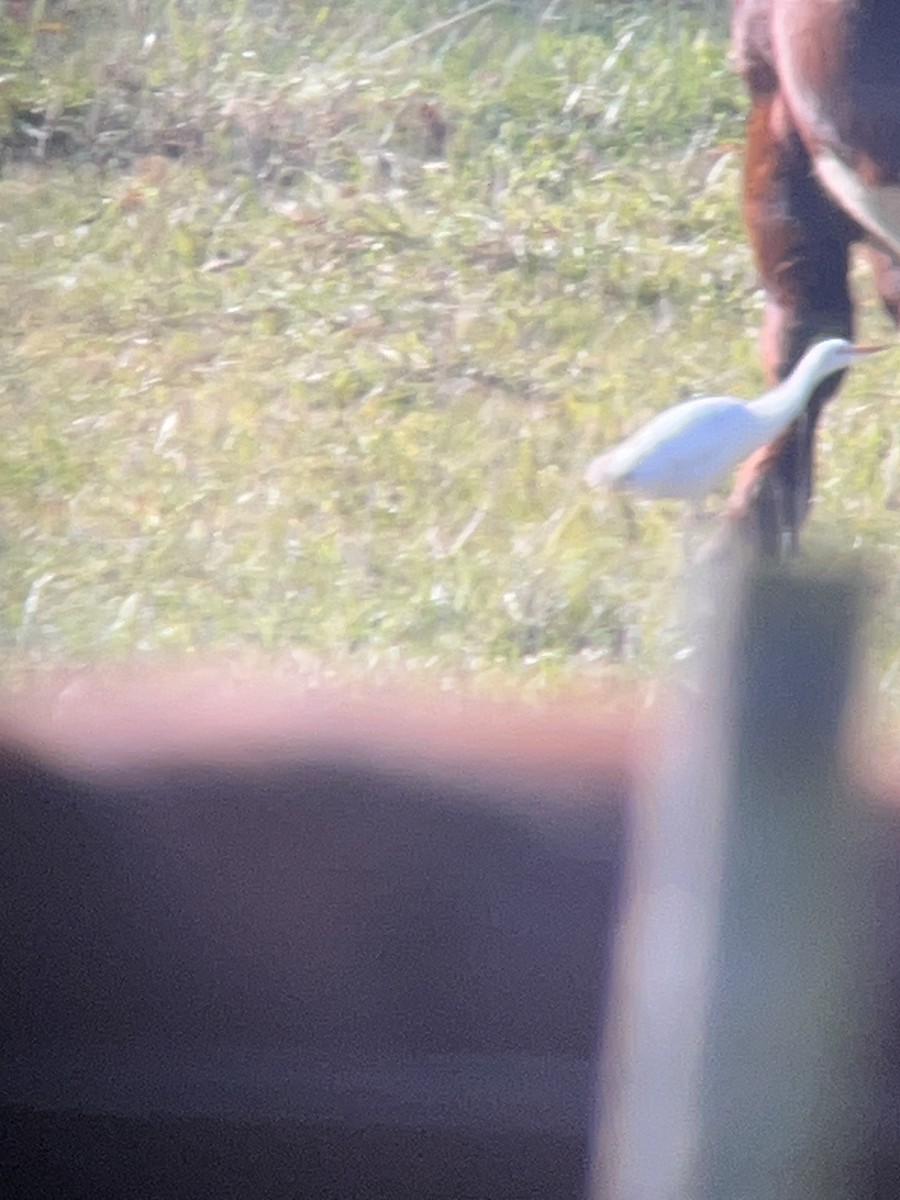 volavka rusohlavá - ML644264037