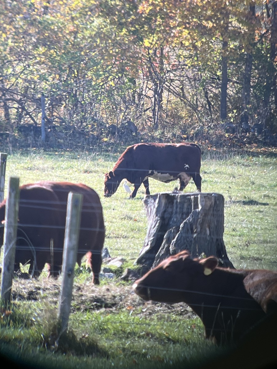 volavka rusohlavá - ML644264038