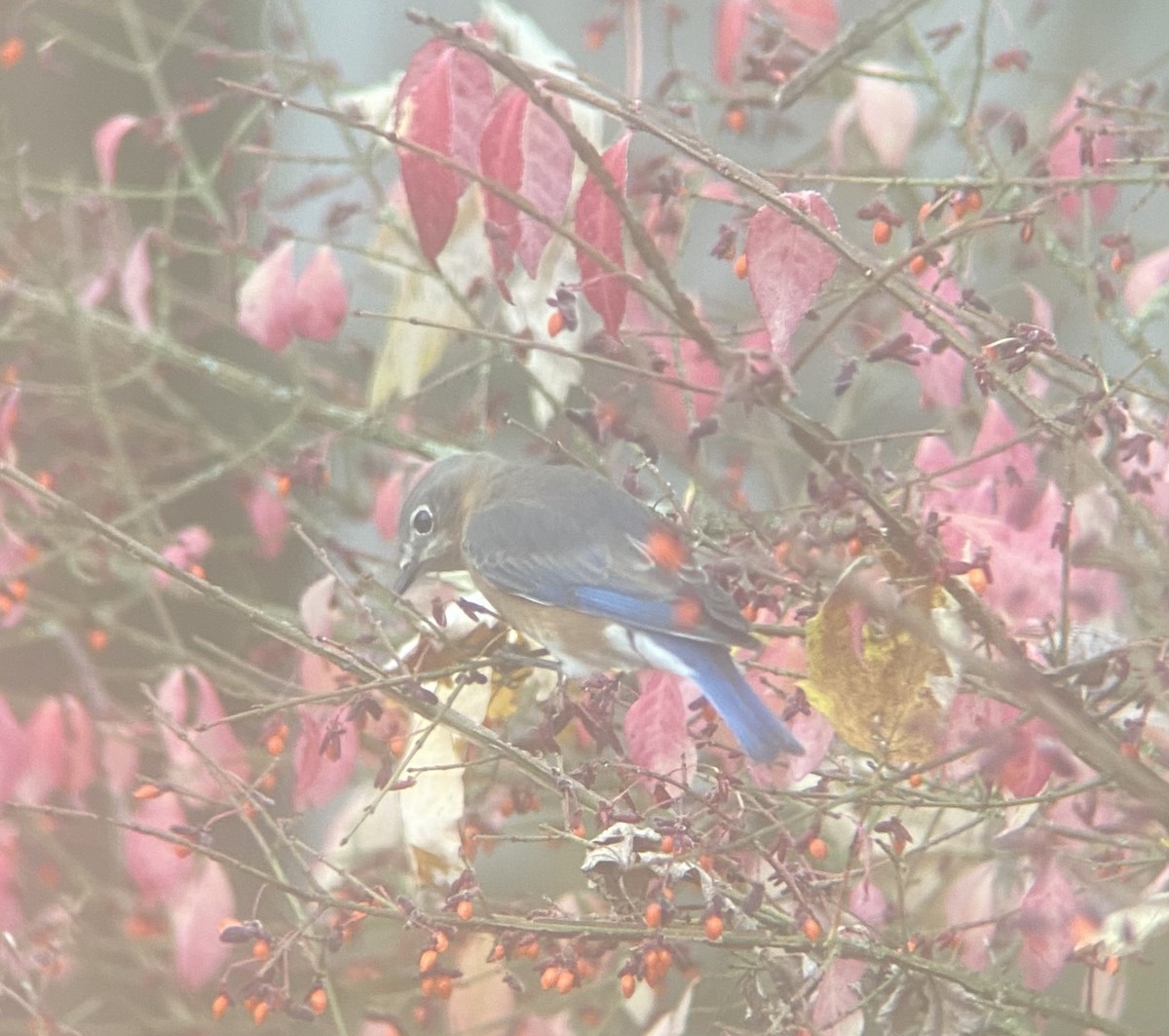 Eastern Bluebird (Eastern) - ML644264049