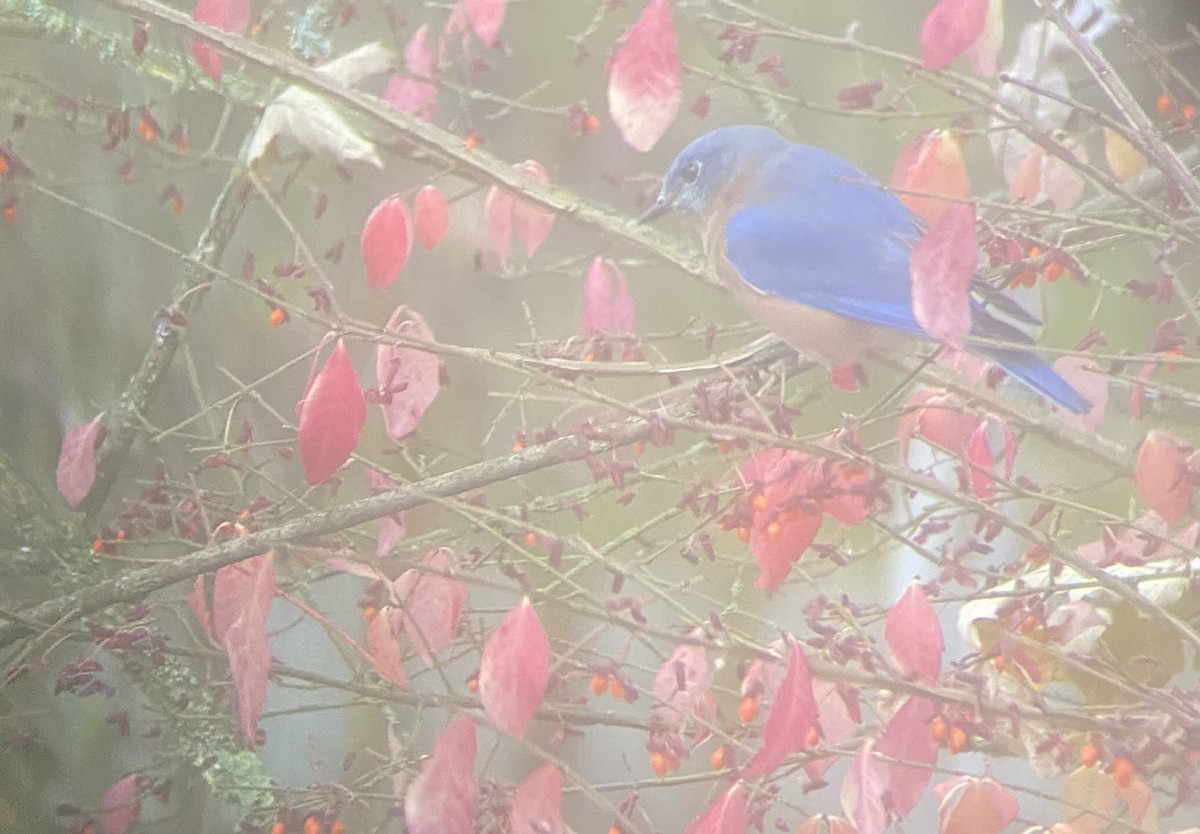 Eastern Bluebird (Eastern) - ML644264050