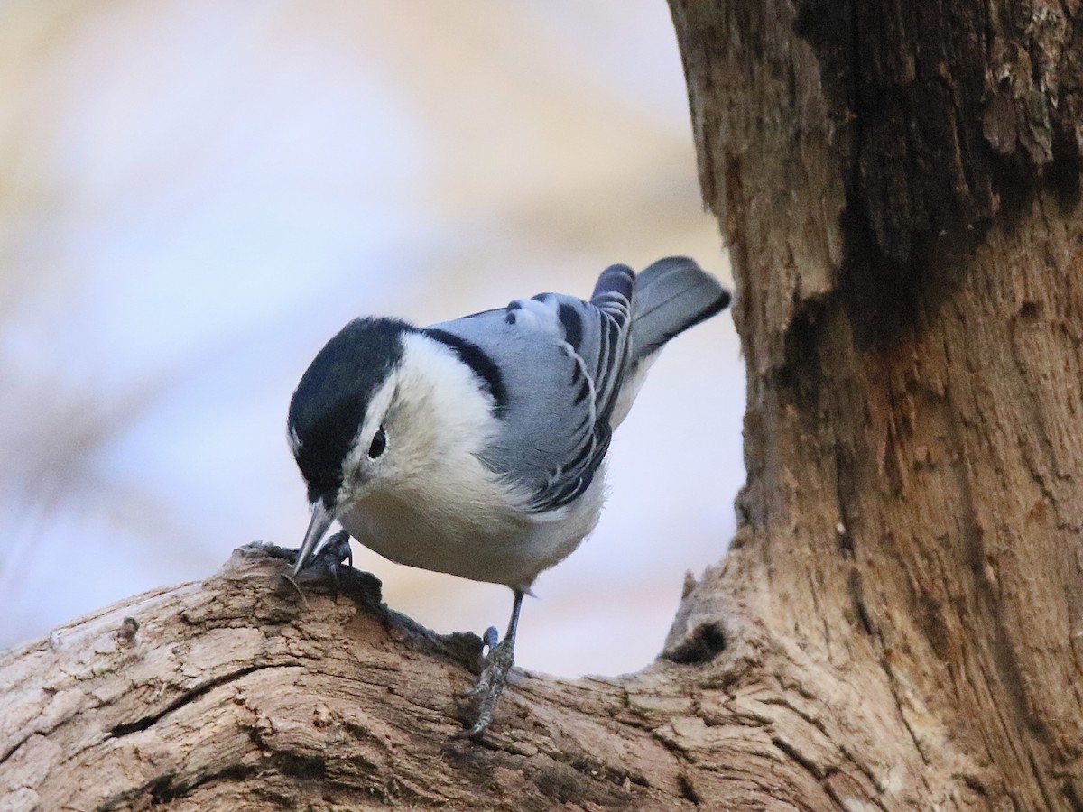 Sittelle à poitrine blanche - ML644264053