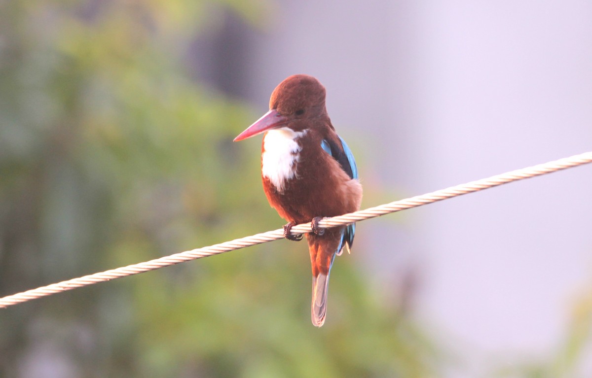 White-throated Kingfisher - ML644264061