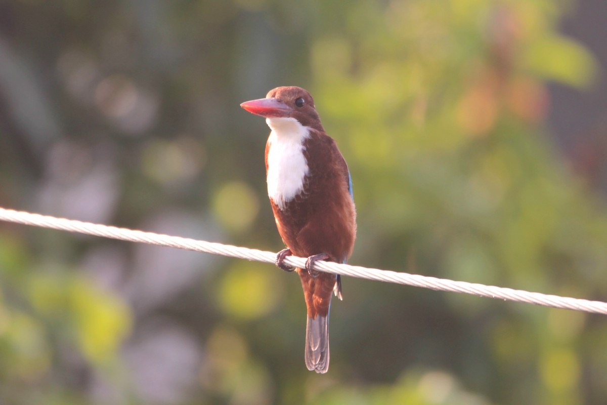 White-throated Kingfisher - ML644264062