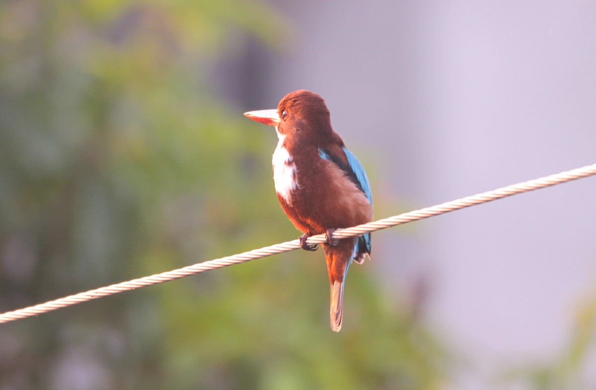 White-throated Kingfisher - ML644264063