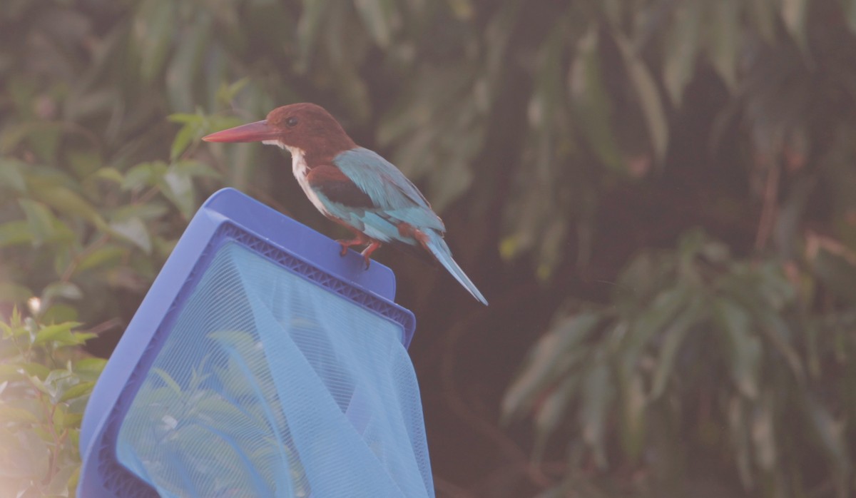 White-throated Kingfisher - ML644264064