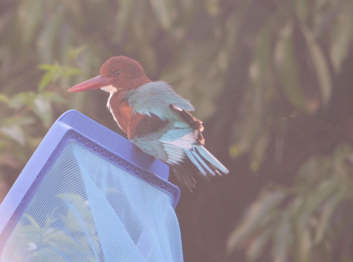 White-throated Kingfisher - ML644264065