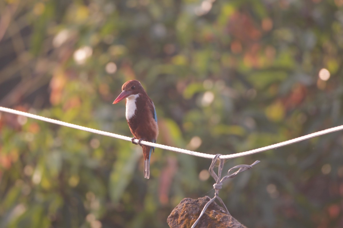 White-throated Kingfisher - ML644264066