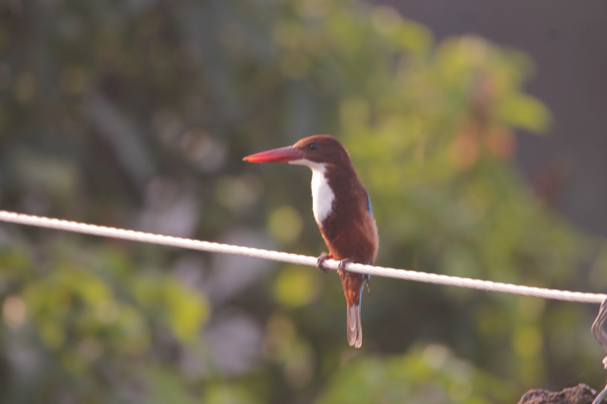White-throated Kingfisher - ML644264067